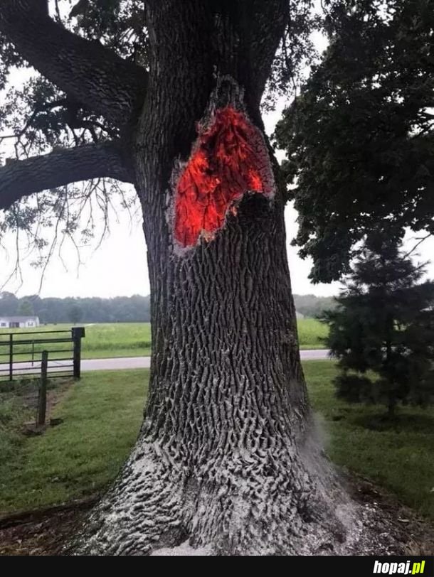 Drzewo żarzące się od środka po uderzeniu pioruna