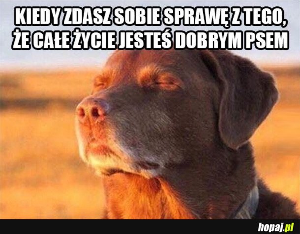 CAŁE ŻYCIE BYŁEM DOBRYM PSEM