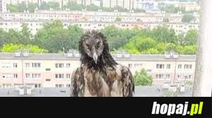 Nie żyje orłosęp z Poznania. Jego ciało odnaleziono we Francji.