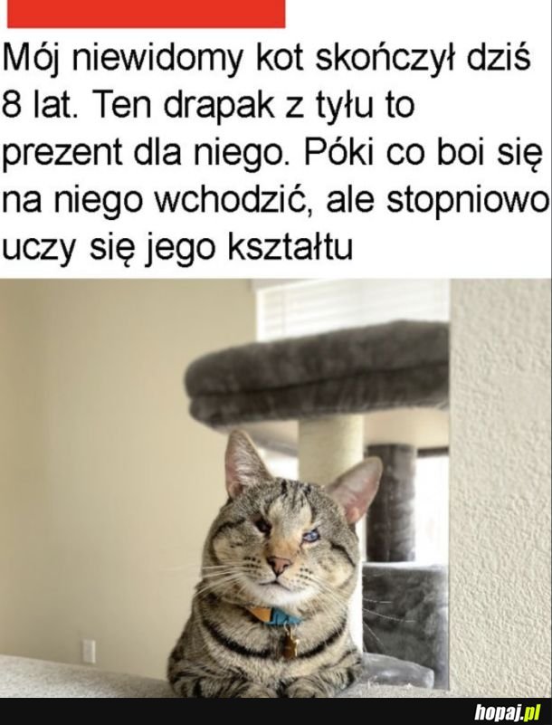 Dzielny kotek