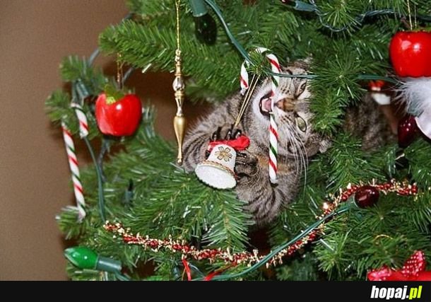 Koty pomagające dekorować dom na święta.
