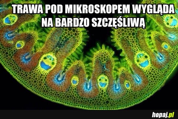 Trawa pod mikroskopem