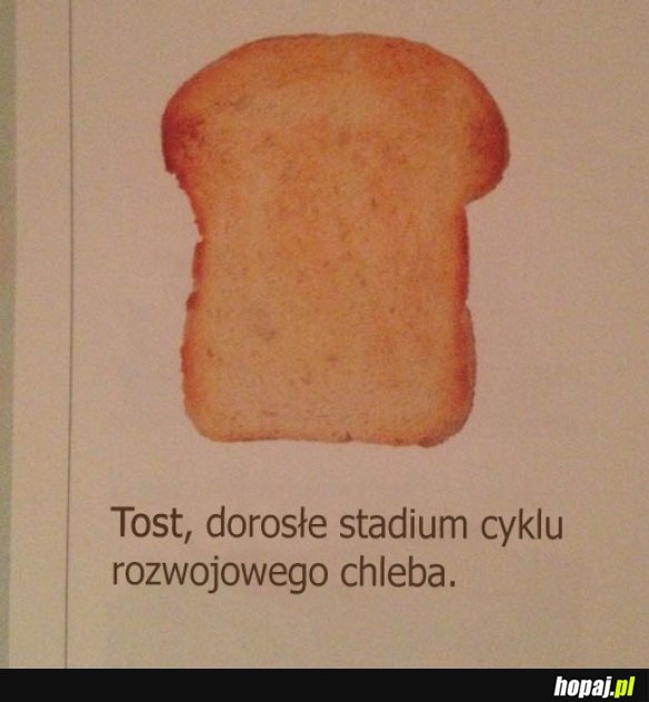 Tost