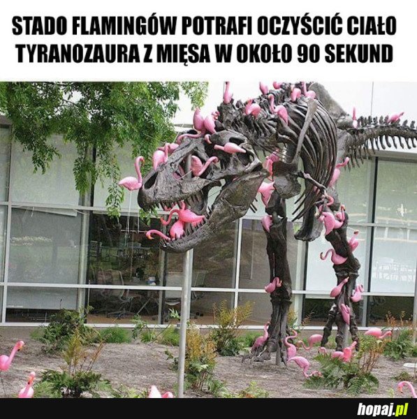 CIEKAWOSTKA NA DZIŚ