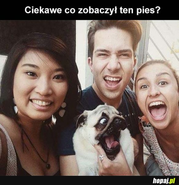 Co zobaczył pies?