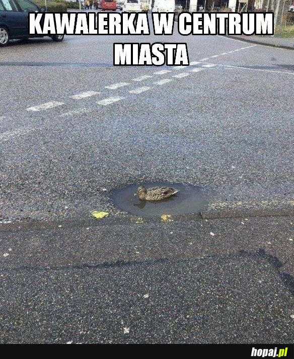 Kawalerka