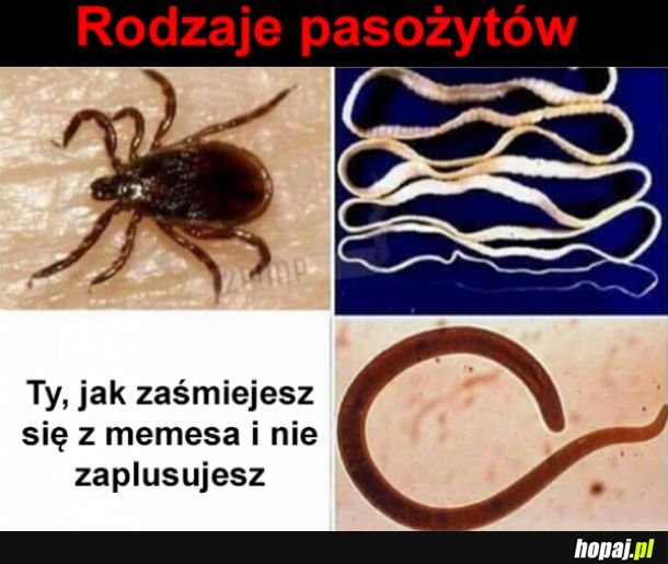 Wszędzie te pasożyty