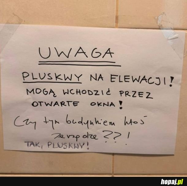 Pluskwy