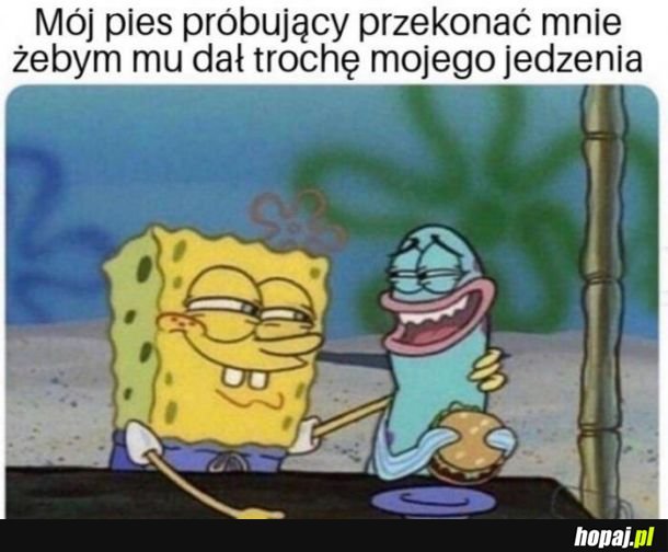  Mój pies 