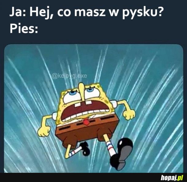 Hej co masz