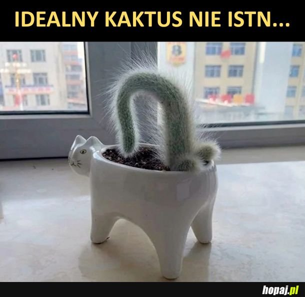 Idealny kaktus nie istn...