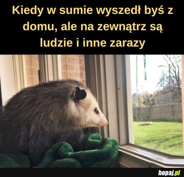 Zarazy