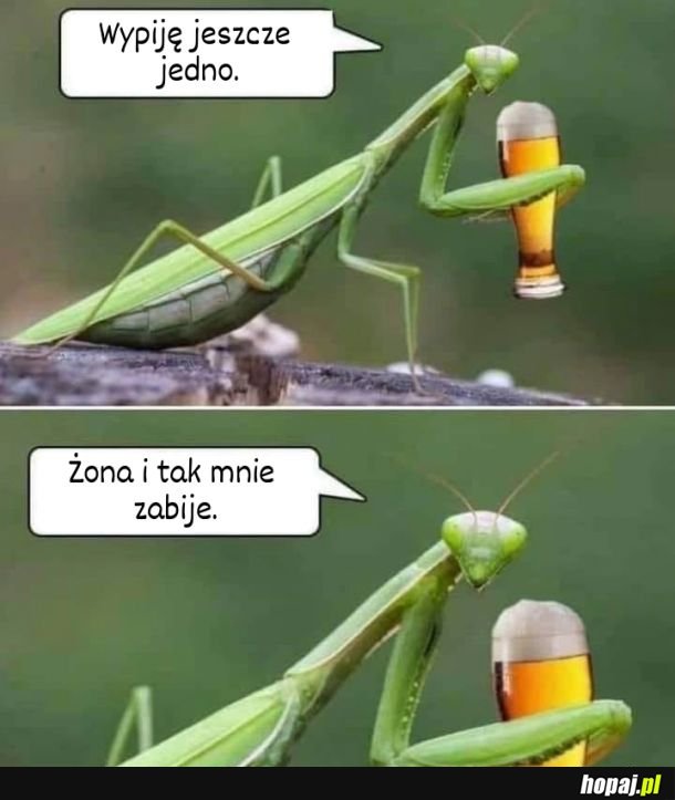 Sucharek entomologiczny