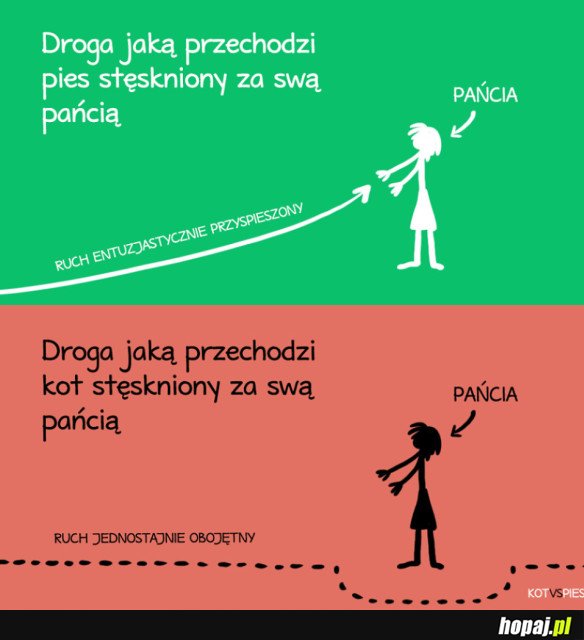 KOT VS PIES
