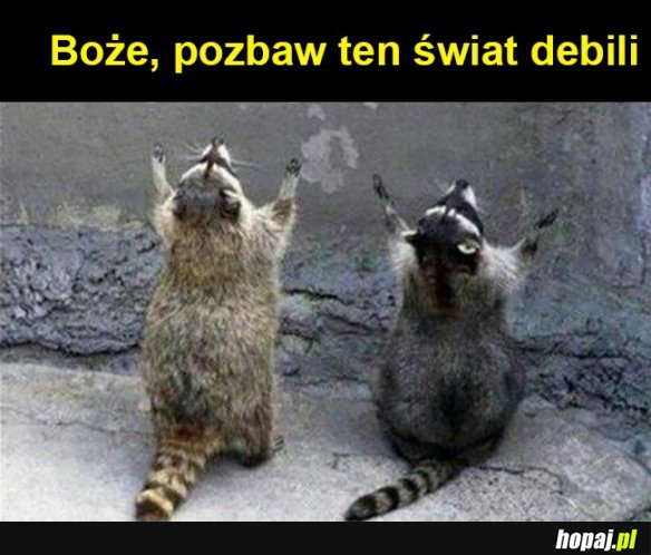 Wszędzie debile