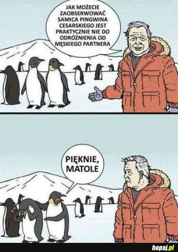 Brawa dla tego pana