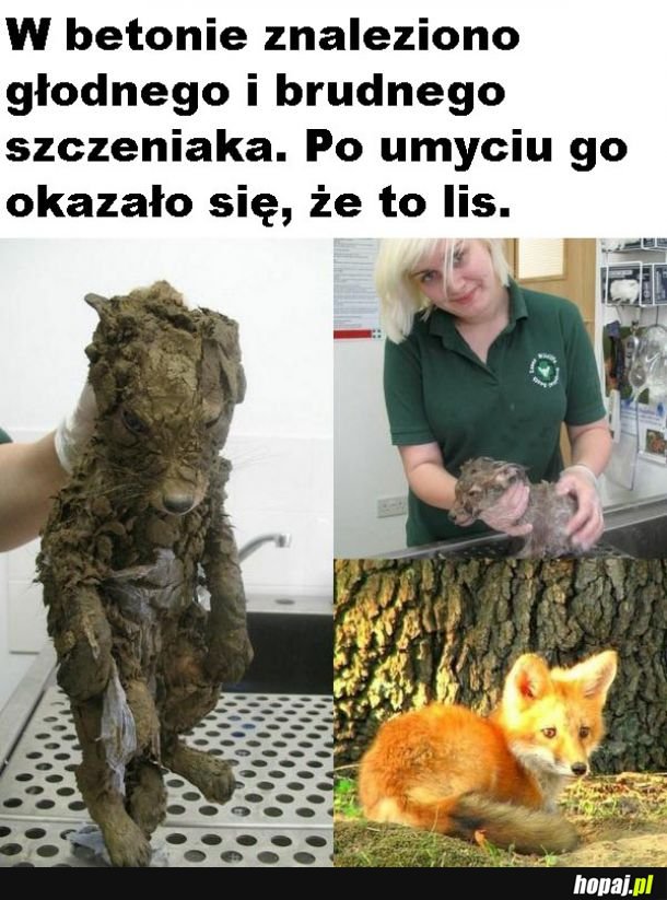 Piękny lis