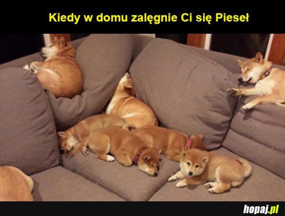 Pieseły