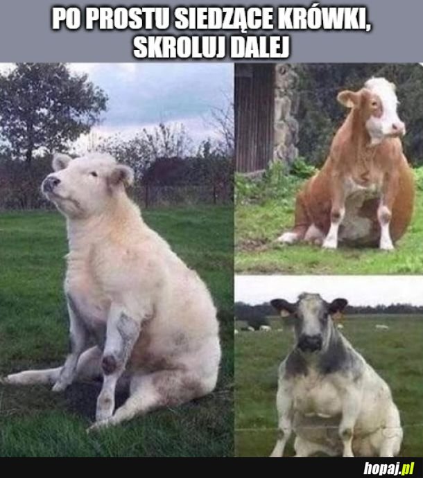 Siedzą sobie