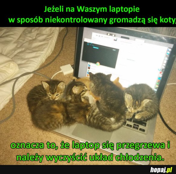 Koty