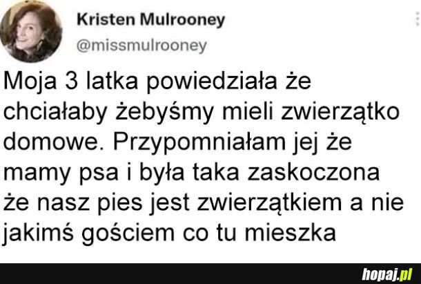 Zwierzątko domowe