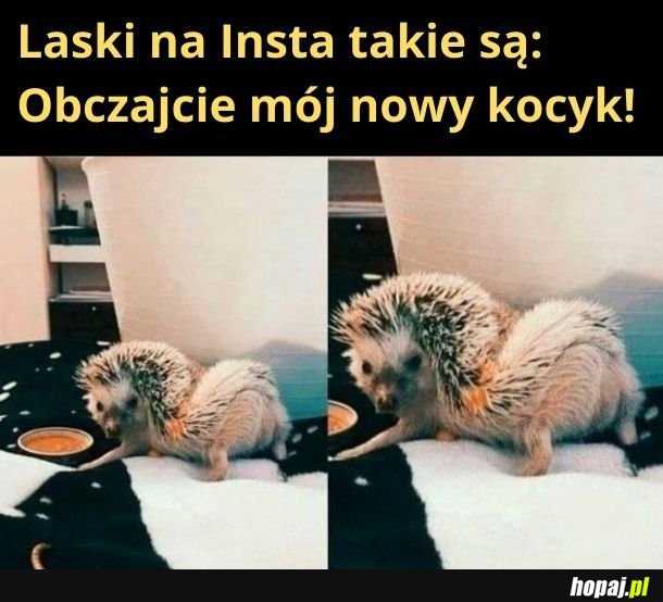 Insta-jeżyk