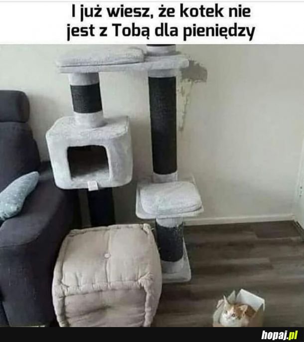 Koty takie są