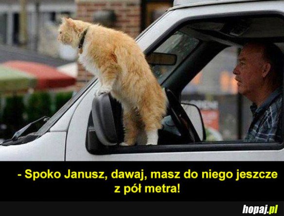 Kot pomocnik