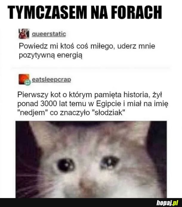 Kotełowe fakty.