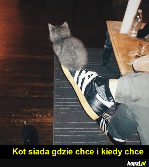 Koty takie są