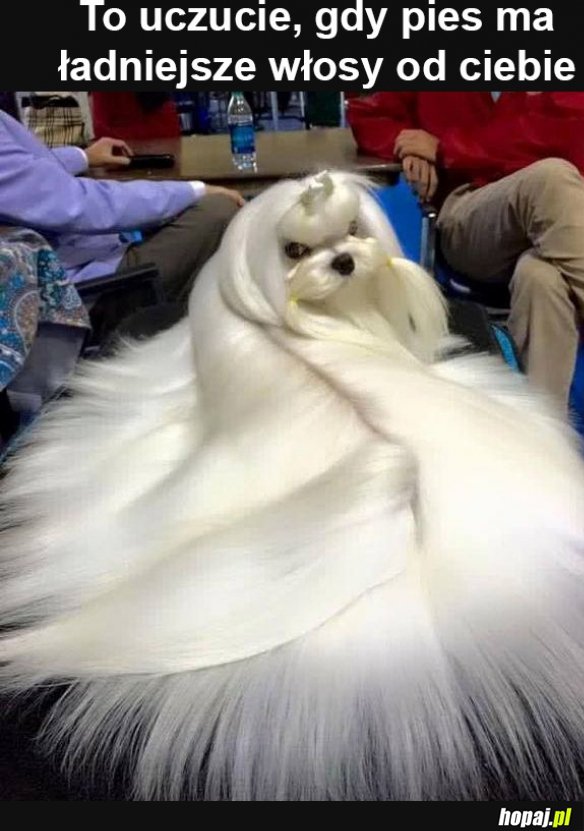Ten włos
