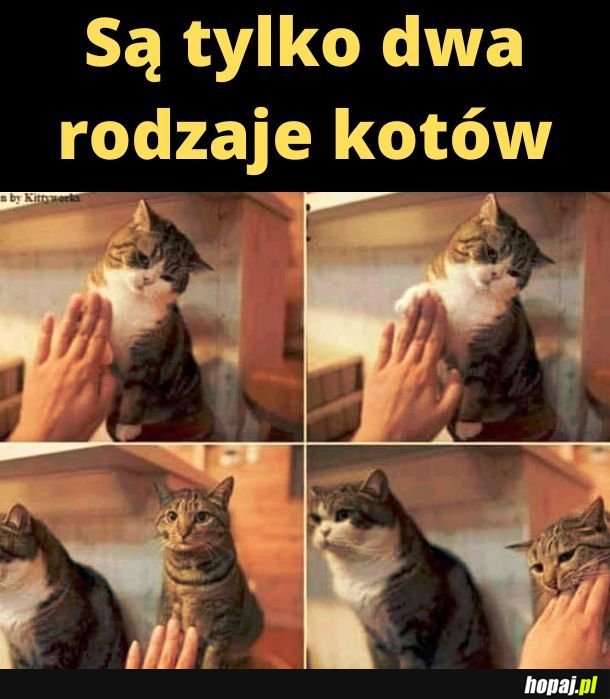 Dwa rodzaje kotów.