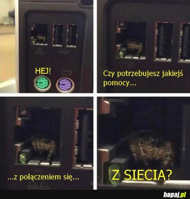 Pająki znają się na sieci