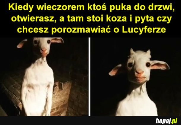 Koza