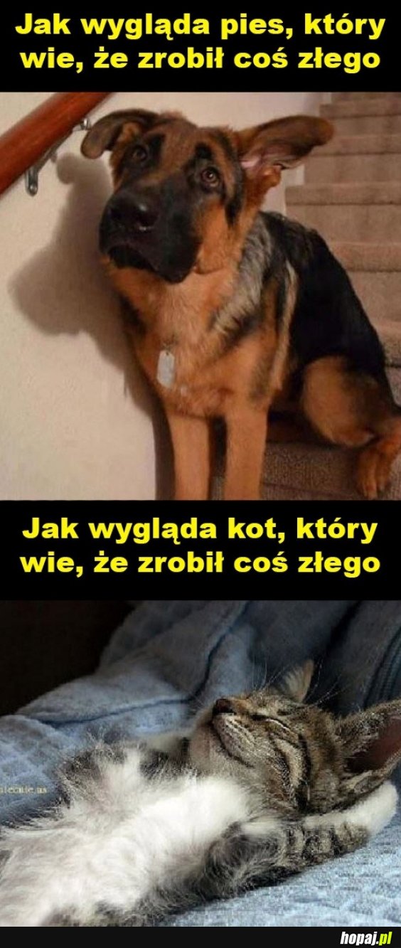 Koty takie są...