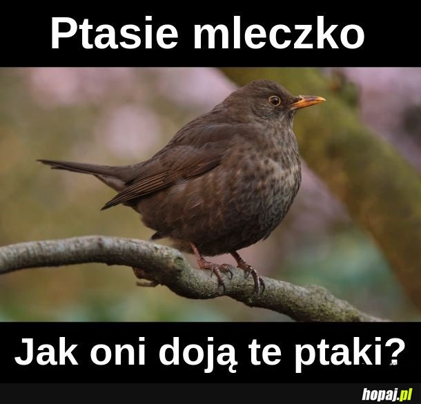 Ptasie mleczko