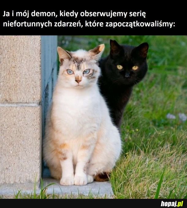 Narobili xd