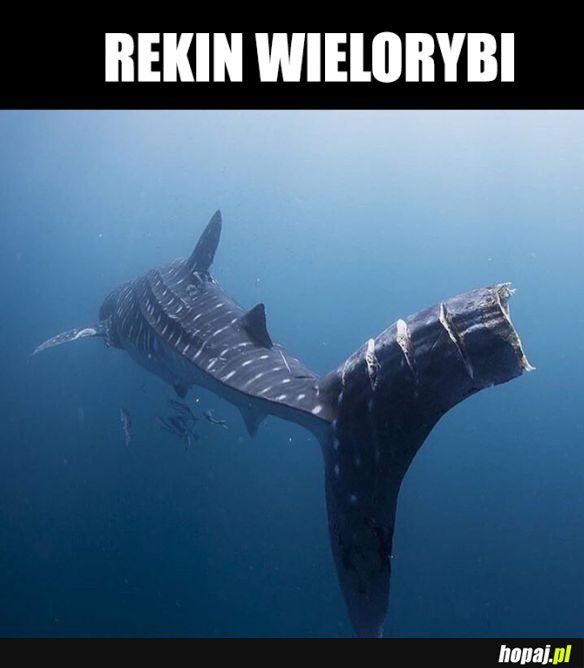 Rekin wielorybi