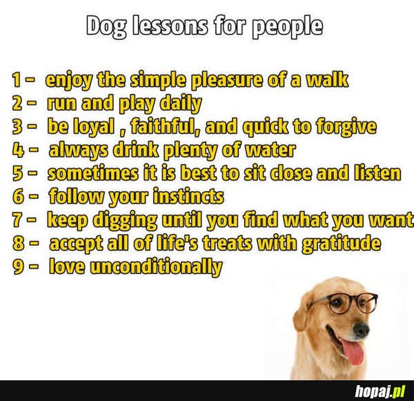 Ucz się od psów