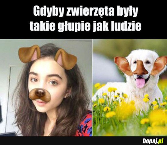 APKA DLA ZWIERZĄT