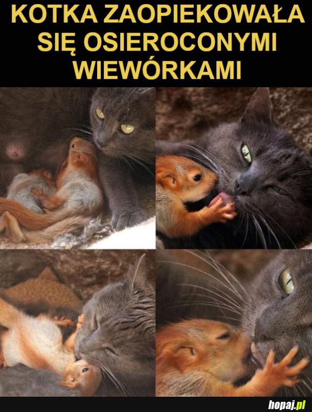 Osierocone wiewiórki