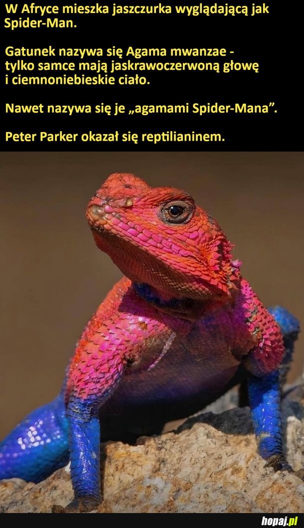 Spider-man jaszczurka