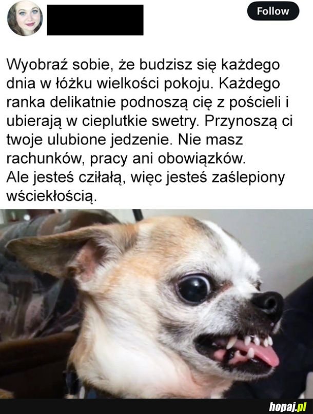 Zaślepienie