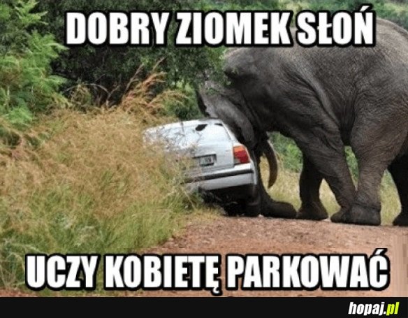 DOBRY ZIOMEK SŁOŃ