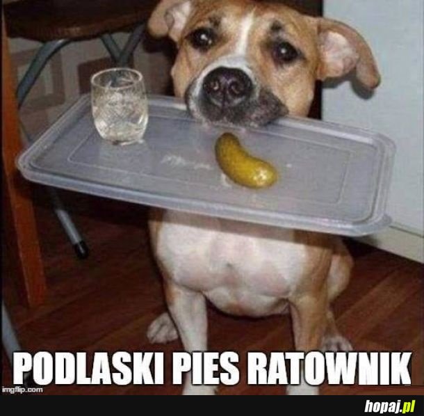 Ratownik jakiego potrzebuję!