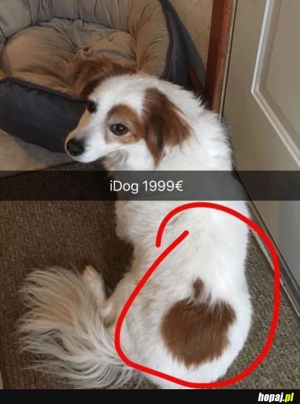 IDog