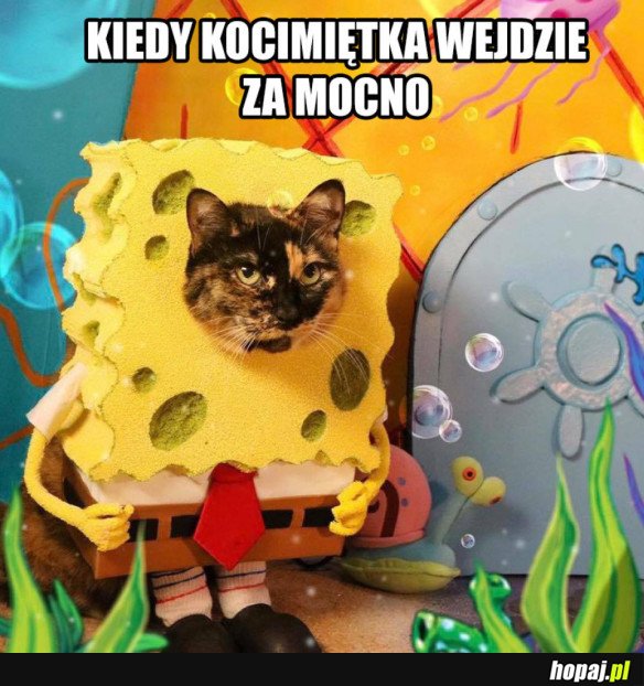 PSZYPAŁ