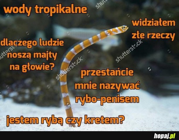 GORGASIA PRECLARA