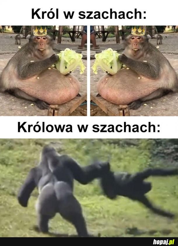 Szachy