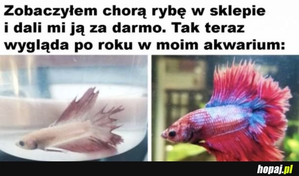 Pięknie odżyła